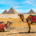 Gallery Thumbnail 16