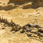 Gallery Thumbnail 1